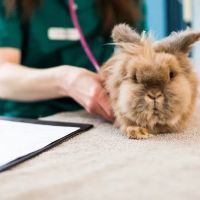 Heckington Veterinary Clinic ico