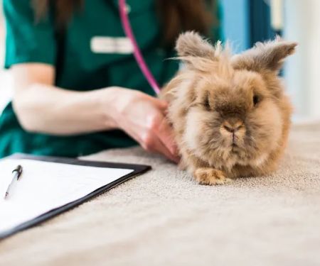 Heckington Veterinary Clinic
