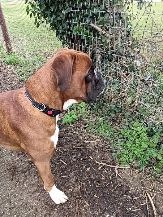 Kirks Vets Picture 10
