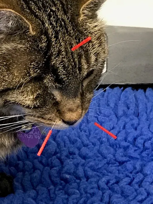 Veterinary Acupuncture and Pain Management Picture 2