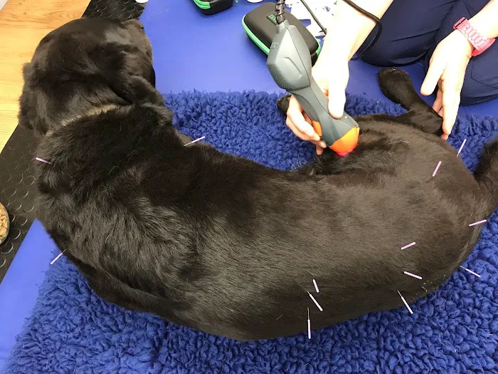 Veterinary Acupuncture and Pain Management Picture 3