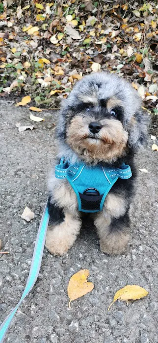 Shampoodle Picture 4