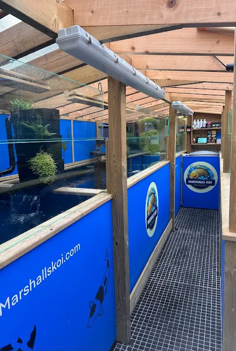 Marshall’s Koi Picture 1