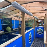 Marshall’s Koi ico