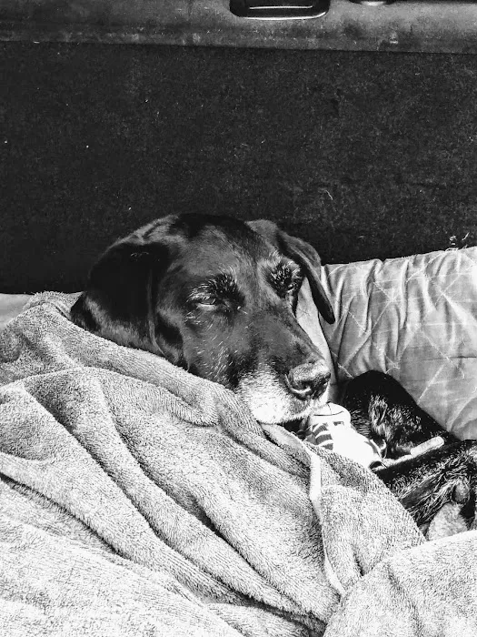 Medivet Quarrington Picture 3