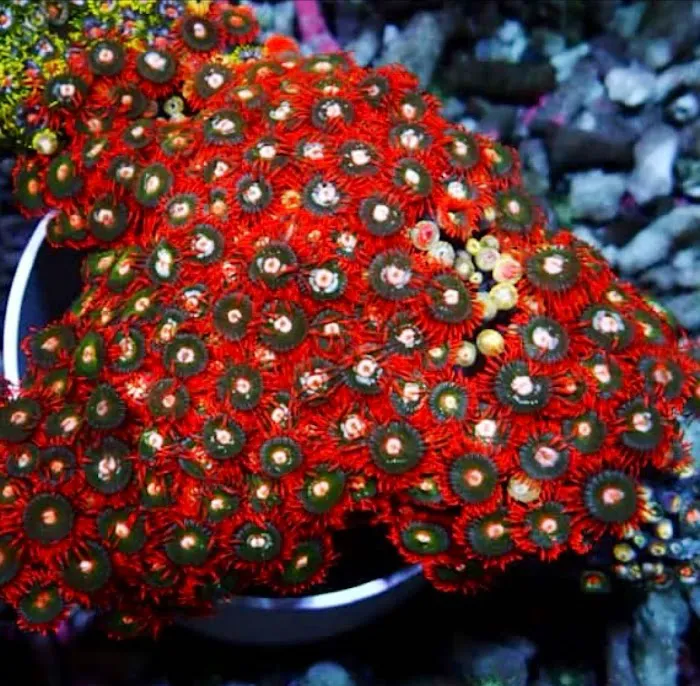 Marine World Aquatics Picture 7