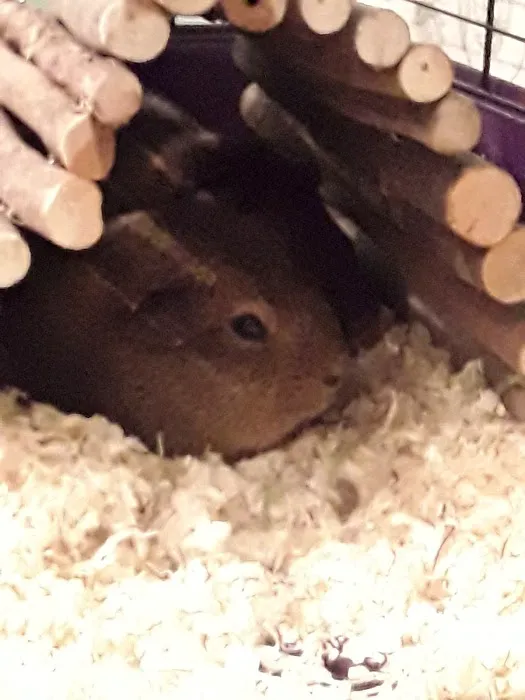 Pets at Home Bradford Picture 7