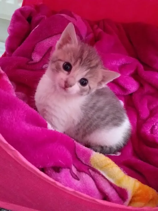 Pets at Home Bradford Picture 1