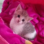 Pets at Home Bradford