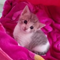 Pets at Home Bradford ico