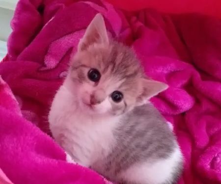 Pets at Home Bradford