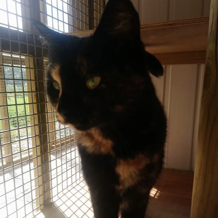 Abi's Hotel For Cats Picture 6