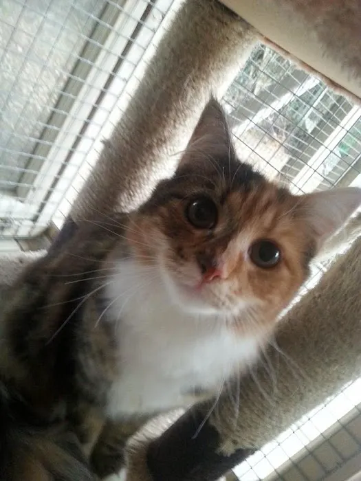 Abi's Hotel For Cats Picture 8