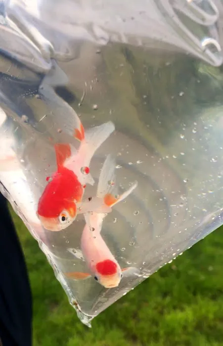 Newlyn Pets Picture 2