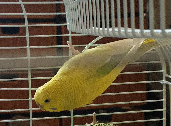 Newlyn Pets Picture 3