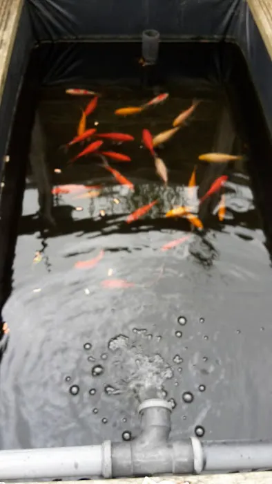 Newlyn Pets Picture 1