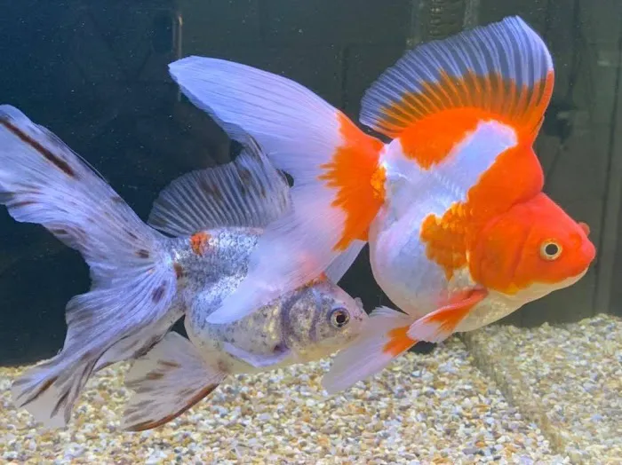 Newlyn Pets Picture 5