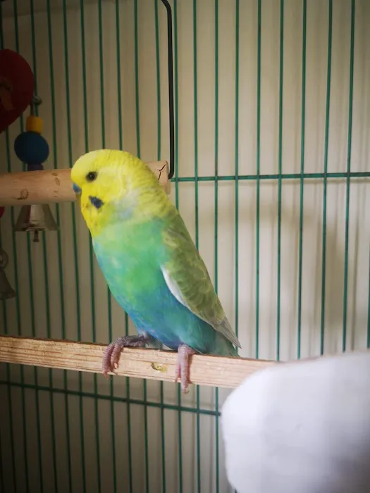 Newlyn Pets Picture 10