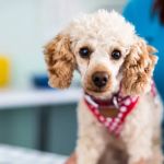 Town & Country Veterinary Group