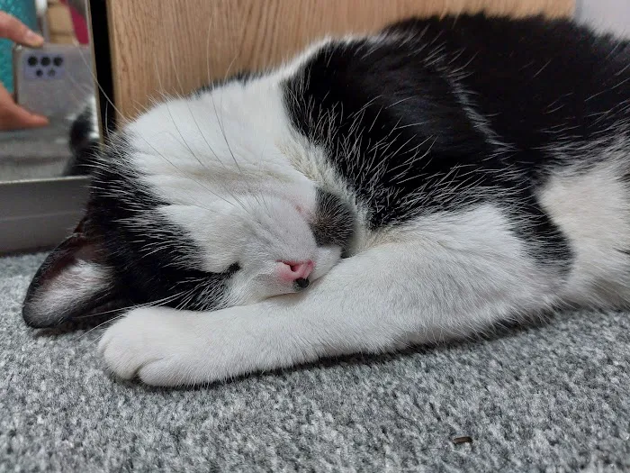 The cats whiskers Wiswell Picture 8