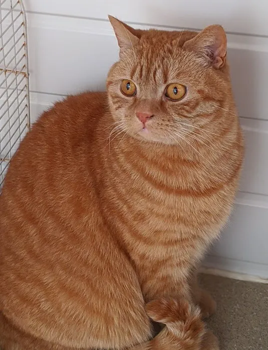 The cats whiskers Wiswell Picture 4