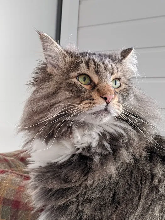 The cats whiskers Wiswell Picture 7