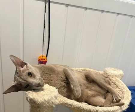 The cats whiskers Wiswell