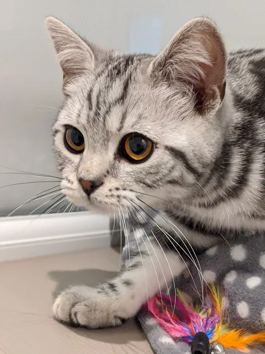 The cats whiskers Wiswell Picture 10