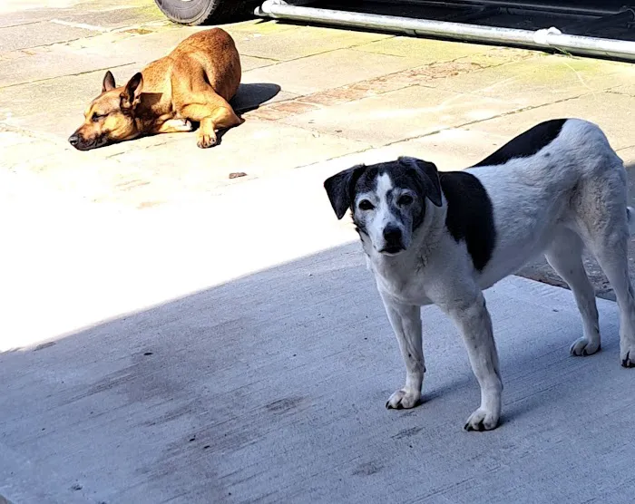 Glenn Vet Clinic Picture 9