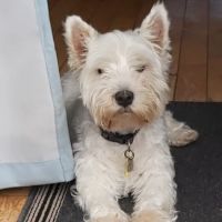 Rathgael Veterinary Clinic ico