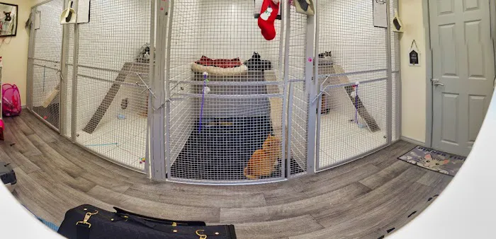 Bonnie B's Cattery Picture 4
