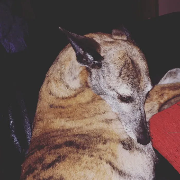 Vets4Pets - Larne Picture 3