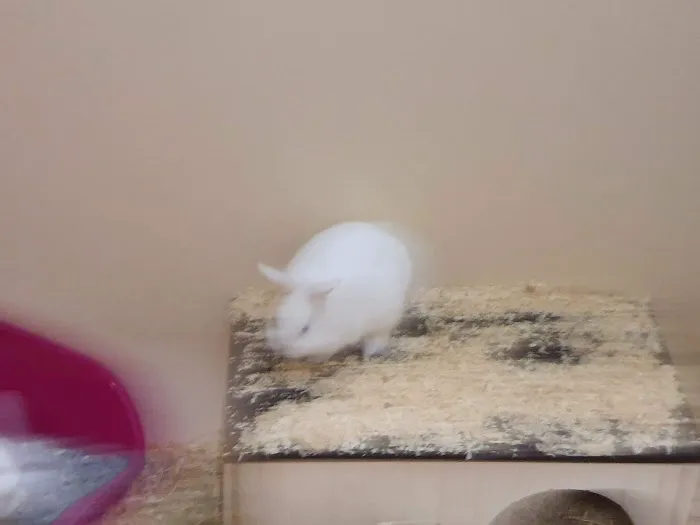 Pets at Home Boston Picture 9