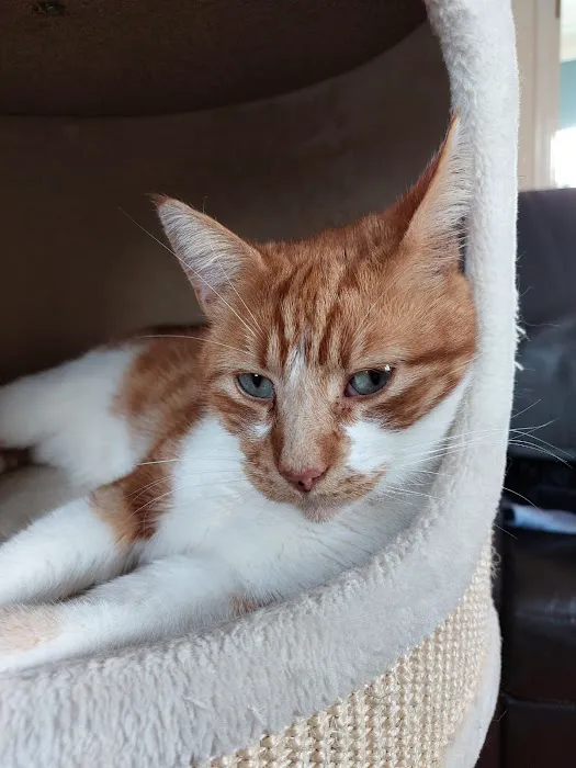 Pets at Home Boston Picture 7