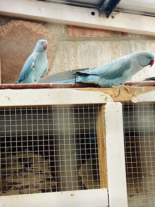 Birds at home Picture 3