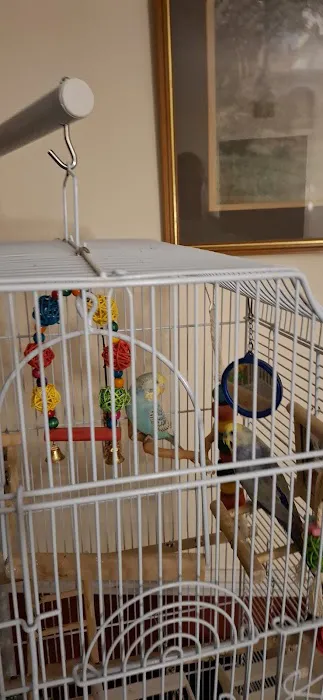 Birds at home Picture 2