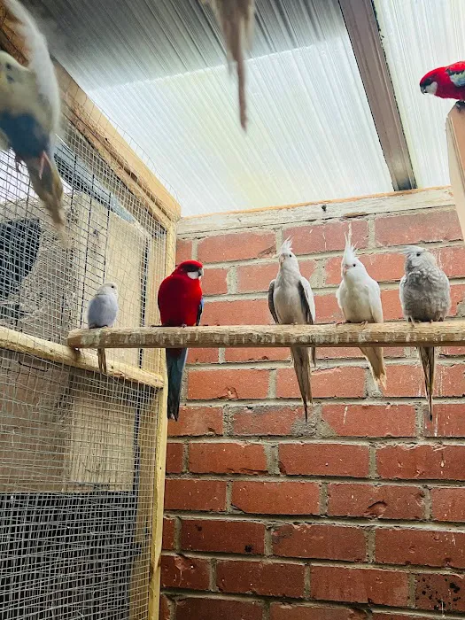 Birds at home Picture 5