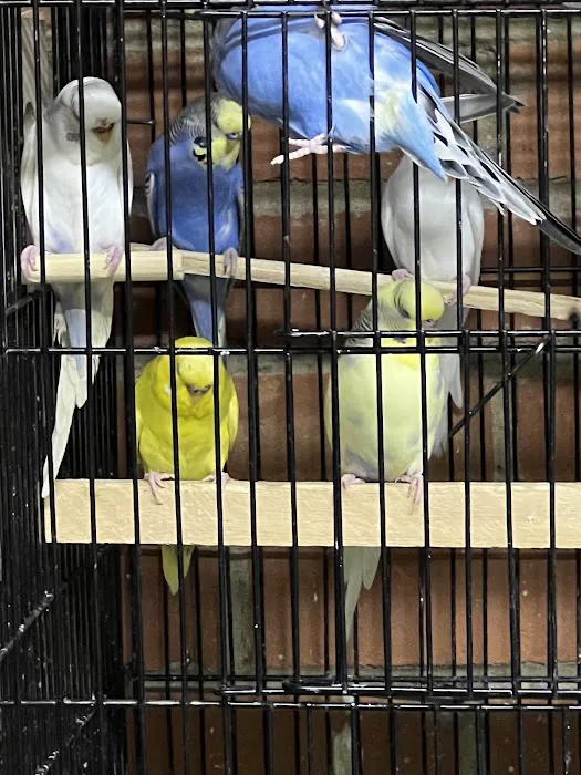 Birds at home Picture 7