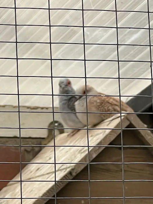 Birds at home Picture 1