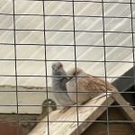 Birds at home