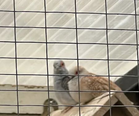 Birds at home
