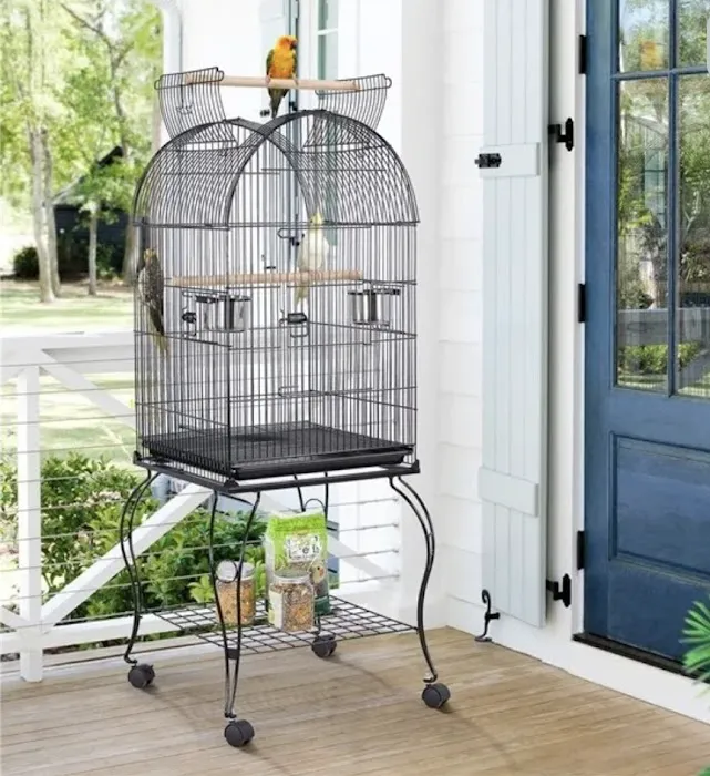 Birds at home Picture 4