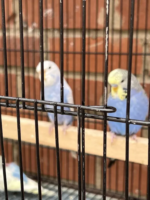 Birds at home Picture 9