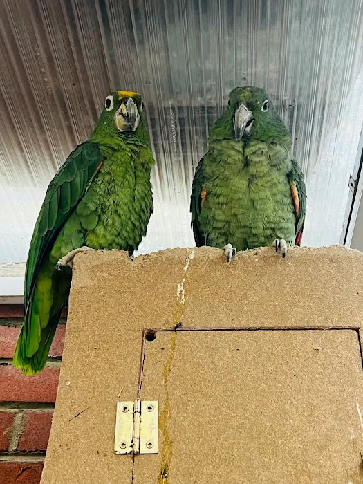 Birds at home Picture 8