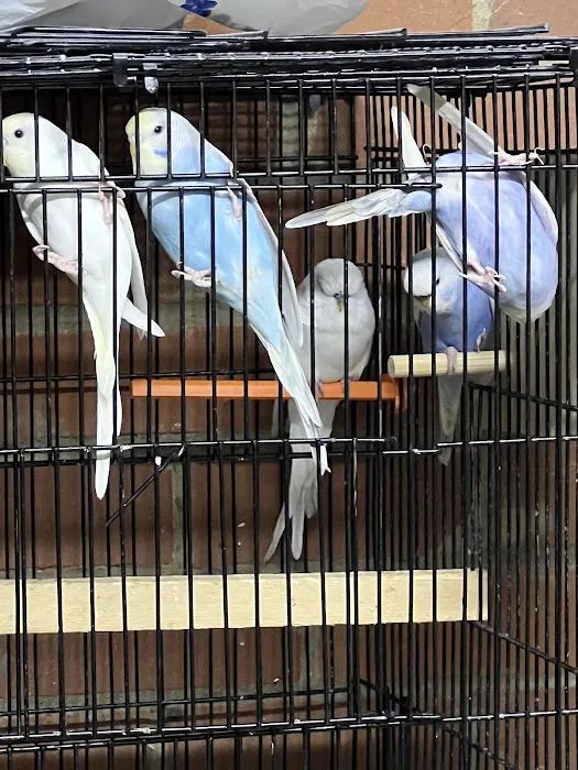 Birds at home Picture 10