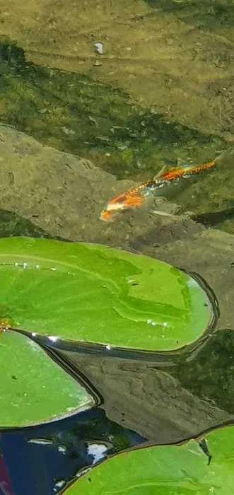 Boston Aquatics & Pets Picture 4