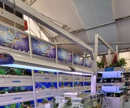 Boston Aquatics & Pets