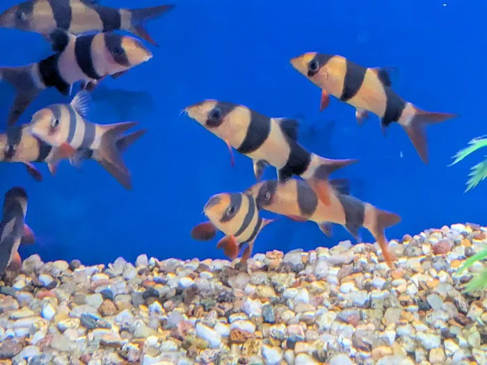 Boston Aquatics & Pets Picture 8