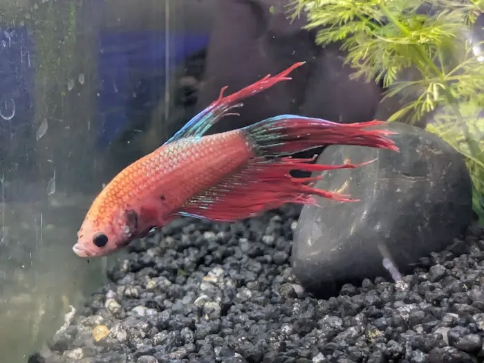 Boston Aquatics & Pets Picture 5