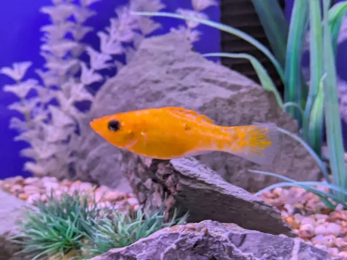 Boston Aquatics & Pets Picture 6